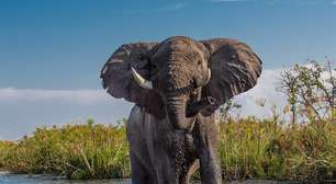 Curiosidades sobre o elefante: selvagem amado pelas crianças