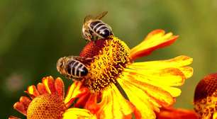 A importância das abelhas no meio ambiente e na produção de alimentos