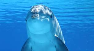 Golfinhos podem detectar campos elétricos