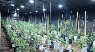 Polícia descobre plantação de maconha em fazenda de Araguari