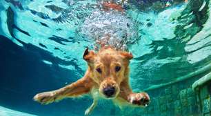 10 cuidados importantes com o cachorro na piscina