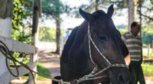 Alerta para surto de Encefalomielite em equinos na região do Mercosul