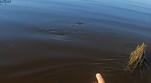 Homem trava batalha com peixe gigante da Amazônia: 'Tive medo'