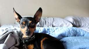 10 motivos para ter um pinscher em casa