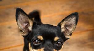 8 diferenças entre as raças pinscher e chihuahua