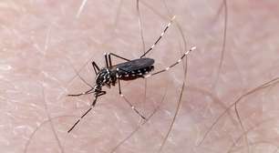 Saúde abre consulta pública sobre vacina da dengue no SUS