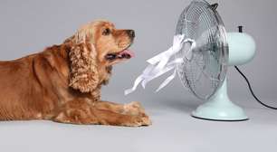 10 sinais de que o cachorro está com calor