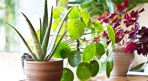 4 plantas que podem trazer mais sorte em 2024