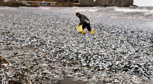 Praia amanhece coberta por milhares de peixes mortos no Japão; assista