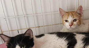 Crime: mulher abandona 2 gatos e acaba identificada por microchip
