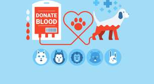 5 dúvidas sobre a doação de sangue para cães e gatos