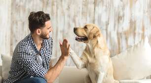 Veja como interpretar a linguagem corporal dos cachorros