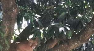 Onça-parda sobe em árvore e assusta moradores no Paraná