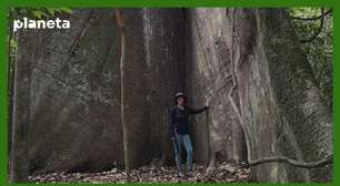 Como é a trilha até a árvore sumaúma de mil anos na Amazônia