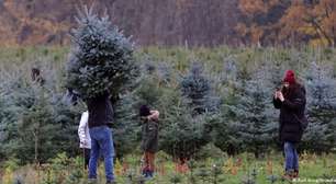 Árvores de Natal na Alemanha estão contaminadas por pesticidas