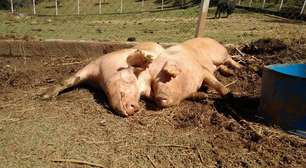 8 anos depois de acidente, porcas do Rodoanel vivem felizes em santuário