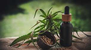 Governo de SP regulamenta fornecimento de cannabis medicinal pelo SUS