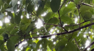 Ameaçado de extinção, macaco Bugio-Ruivo é visto em Magé