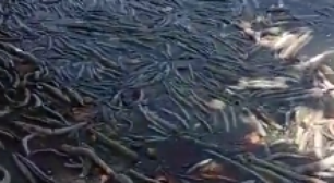 Morte de milhares de peixes não está relacionada a rompimento de mina da Braskem, aponta IMA