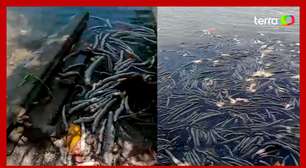 Milhares de peixes aparecem mortos em lagoa onde mina da Braskem colapsou em Maceió