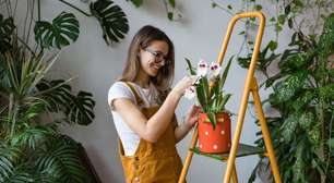 4 dicas valiosas para cuidar das plantas e flores no verão