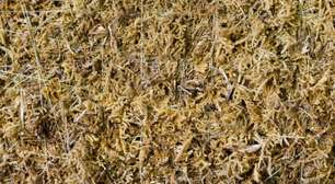 Ministério da Agriculutra estabelece exigências para a importação de musgo de esfagno produzido no Chile