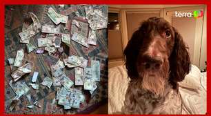 Cachorro come R$ 20 mil em dinheiro nos Estados Unidos