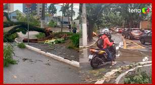 Temporal alaga rua 25 de Março e derruba mais de 200 árvores em SP
