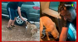 Vereador viraliza ao colocar cachorros de rua para comer dentro do carro durante chuva no RS