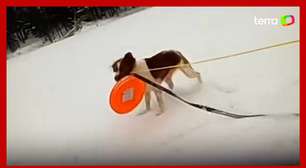 Cachorra ajuda a resgatar dono que caiu em lago parcialmente congelado nos EUA