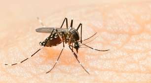 Ministério da Saúde anuncia 521 cidades que vão aplicar vacina da dengue; veja lista
