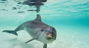 Eletrorrecepção: 'sétimo sentido' ajuda golfinhos a caçar e pode prevenir mudanças climáticas; entenda