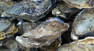 Entenda como conchas de ostras podem ser usadas para reconstruir recifes