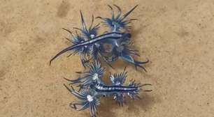 Caravelas-portuguesas e dragões azuis fazem rara aparição nas praias do Litoral Norte