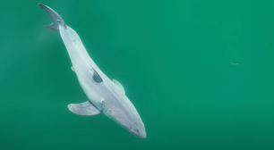 Cinegrafista faz registro inédito de tubarão-branco recém-nascido na natureza; assista