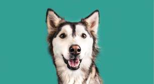 Vejas as causas e os tratamentos para verminoses em cachorros