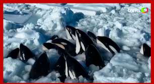 Orcas são flagradas presas em bloco de gelo na costa de Hokkaido, no Japão