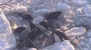 Orcas ficam presasvoj8 betcosta de gelo no Japão e geram comoção; veja