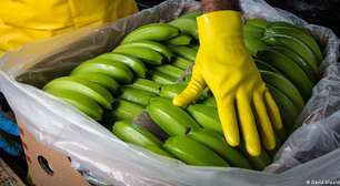 Bananas do Equador na mira do narcotráfico