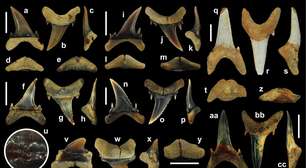 Tubarão pré-histórico com "dentes de vampiro" é achado nos EUA
