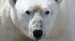 Fome ameaça vida dos ursos polares com derretimento glacial no Ártico