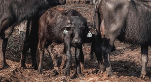 Búfalas vítimas de maus-tratos em fazenda de leite são levadas para santuários