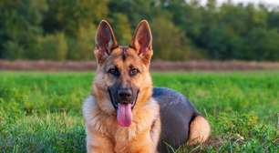 10 mitos sobre os cachorros da raça pastor alemão