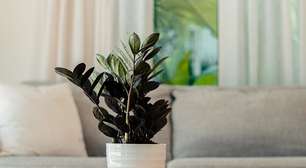 Zamioculca na Sala: Guia Prático de Cuidados para Mantê-la Saudável e Brilhante