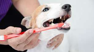 Pets precisam ir ao dentista? Saiba como cuidar da saúde bucal