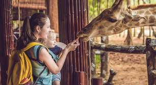 Zoológico de São Paulo - um guia completo com atrações, preços, como chegar e curiosidades sobre o local