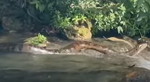 Sucuri gigante desliza pelo Rio da Prata e surpreende banhistas no Pantanal; veja