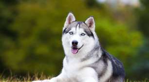 4 características do cachorro da raça husky siberiano