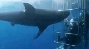 Tubarão-branco morre ao atacar gaiola com mergulhadores nas Maldivas; veja o vídeo