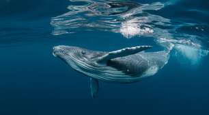 10 curiosidades incríveis sobre as baleias